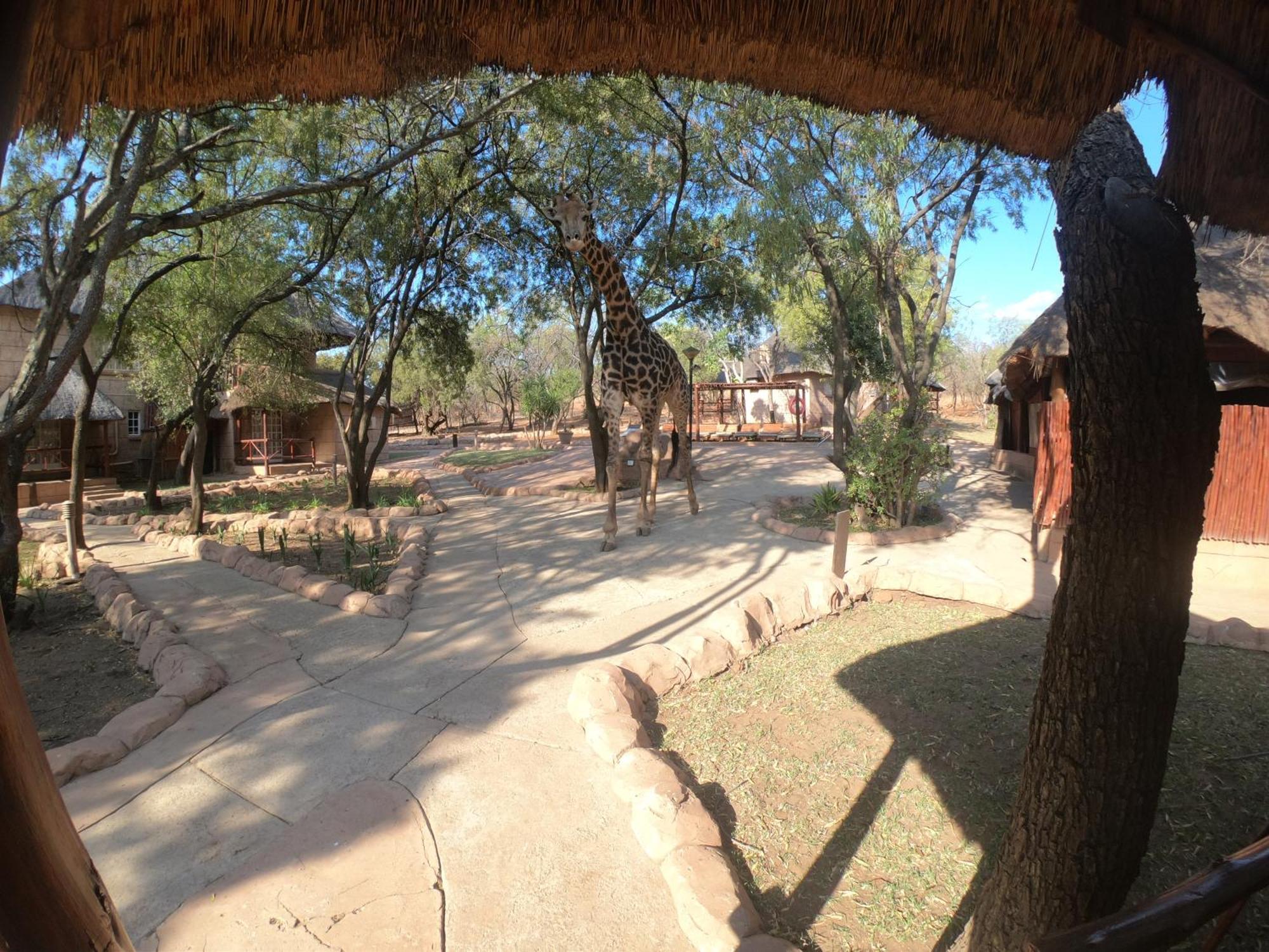 Zebra Nature Reserve Cullinan Rum bild